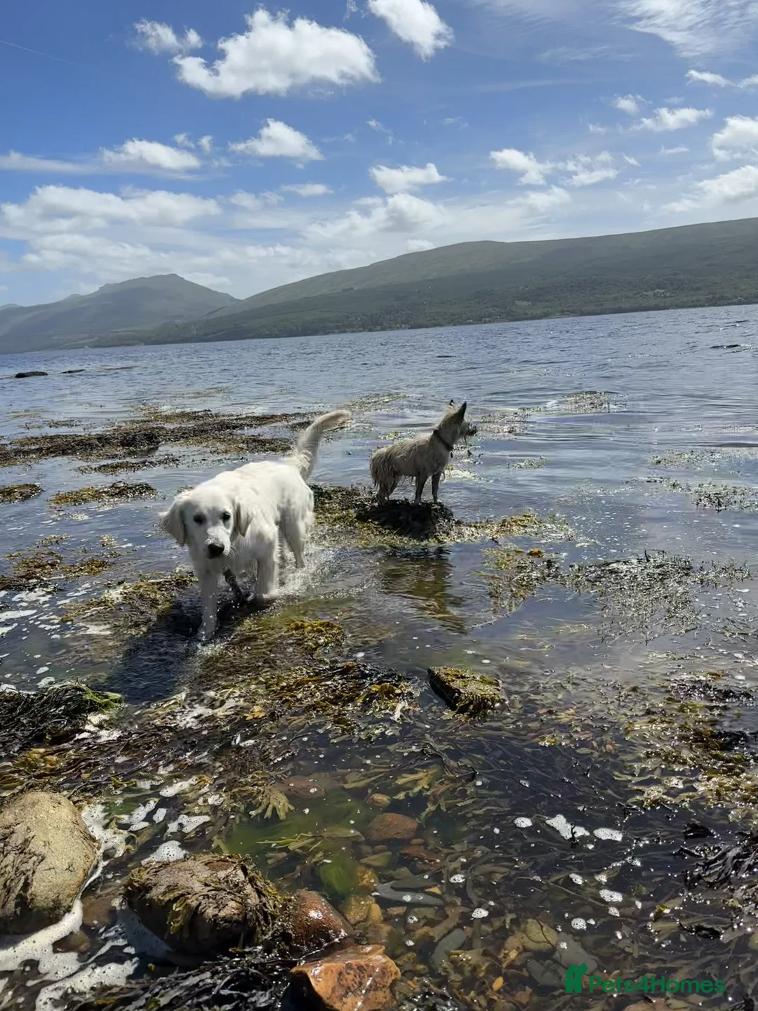 Golden Retriever dogs for sale: Loving Home Wanted for Penny  - Advert 8