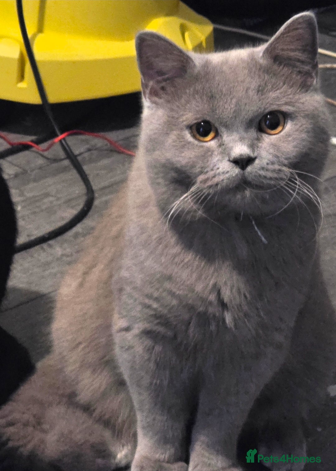 British Shorthair cats 2 Beautiful cats looking for forever homes  - Advert 11