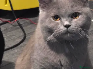 British Shorthair cats 2 Beautiful cats looking for forever homes - Advert 11