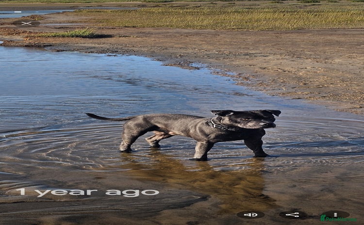 Staffordshire Bull Terrier dogs - Advert 1
