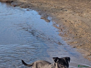 Staffordshire Bull Terrier dogs - Advert 26