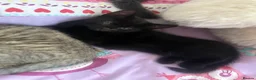 Mixed Breed cats for sale: 3 adorable kittens looking for loving home  in Basildon - Advert 9