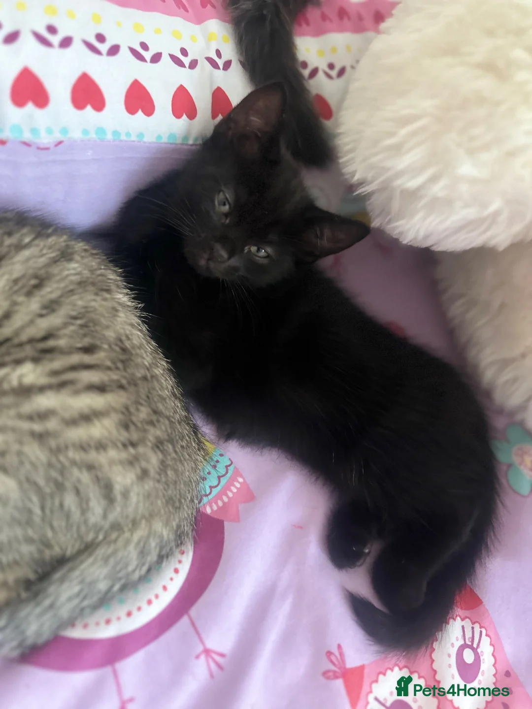 Mixed Breed cats for sale: 3 adorable kittens looking for loving home  in Basildon - Advert 9