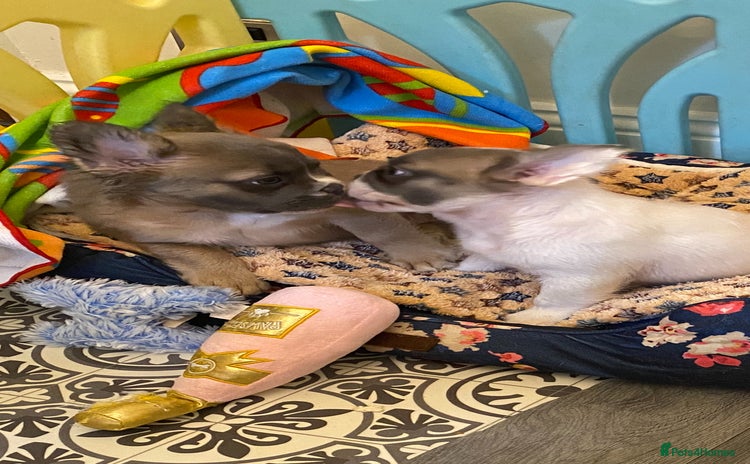 French Bulldog dogs - Advert 9