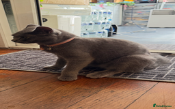 Brazilian Shorthair cats for sale: British short hair - Image 6