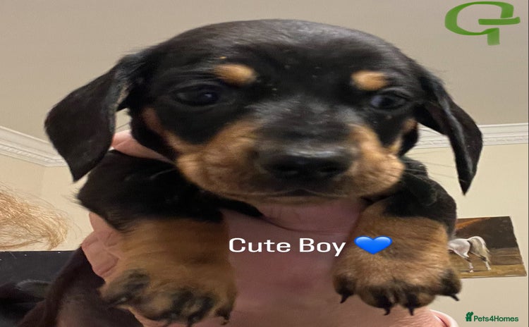 Miniature Dachshund dogs - Advert 3