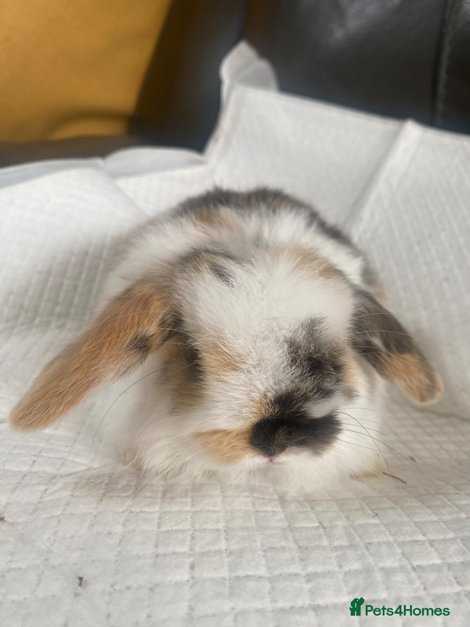 Mini Lop rabbits Mini lop litter. Ready 24th April. - Advert 21