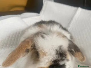 Mini Lop rabbits Mini lop litter. Ready 24th April. - Advert 21