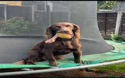 Cocker Spaniel dogs for stud: Purebred Chocolate Cocker Spaniel – for Stud - Image 3