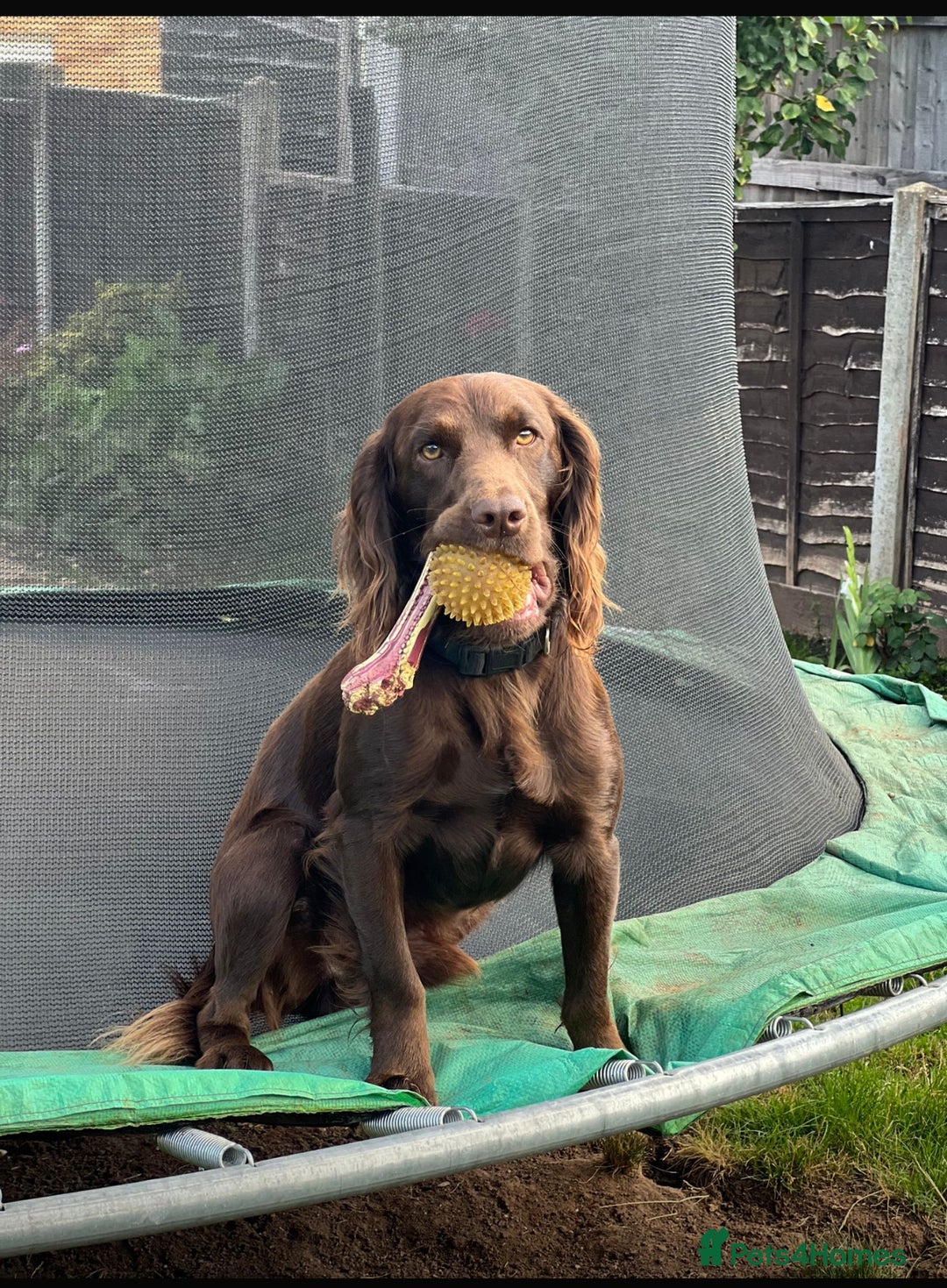Cocker Spaniel dogs for stud: Purebred Chocolate Cocker Spaniel – for Stud - Image 3