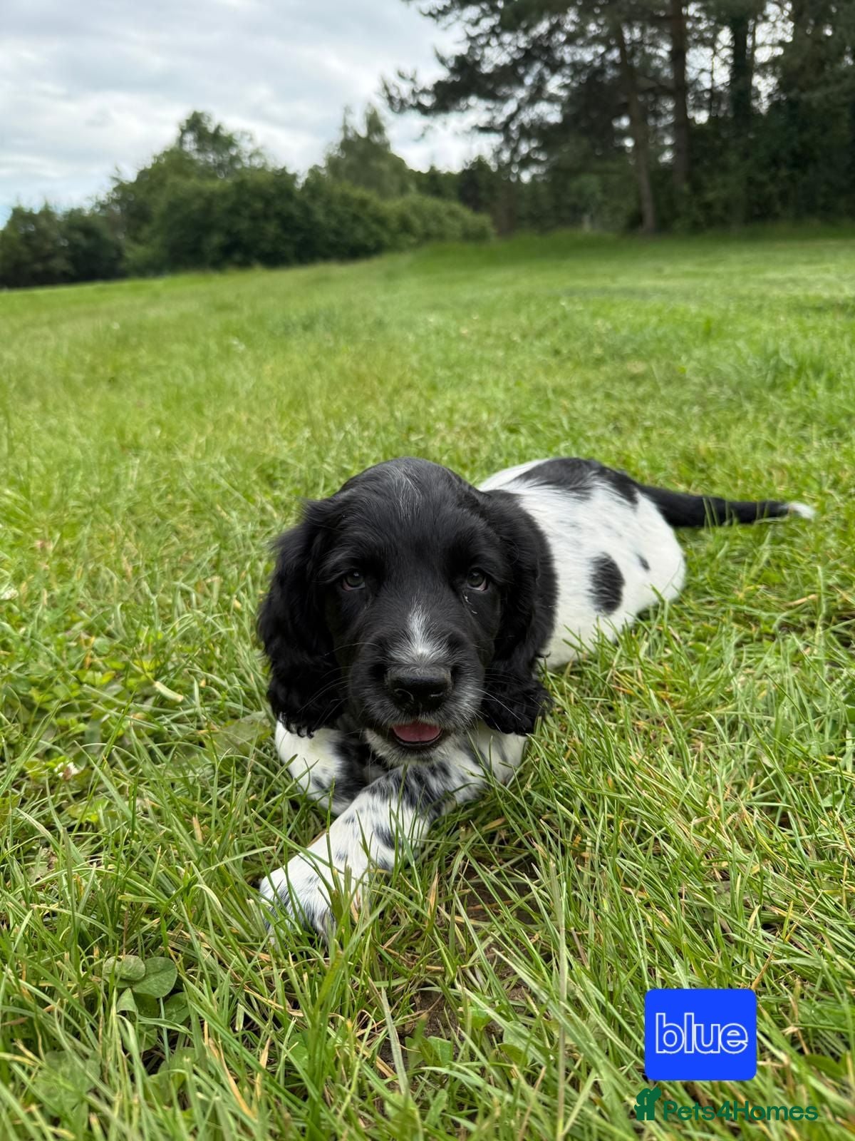 English Springer Spaniel dogs Fully health tested working springer spaniels  - Advert 2