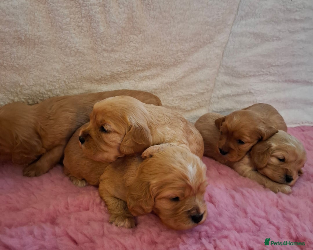 Cavapoo dogs for sale: Beautiful Cavapoo Puppies - Advert 7