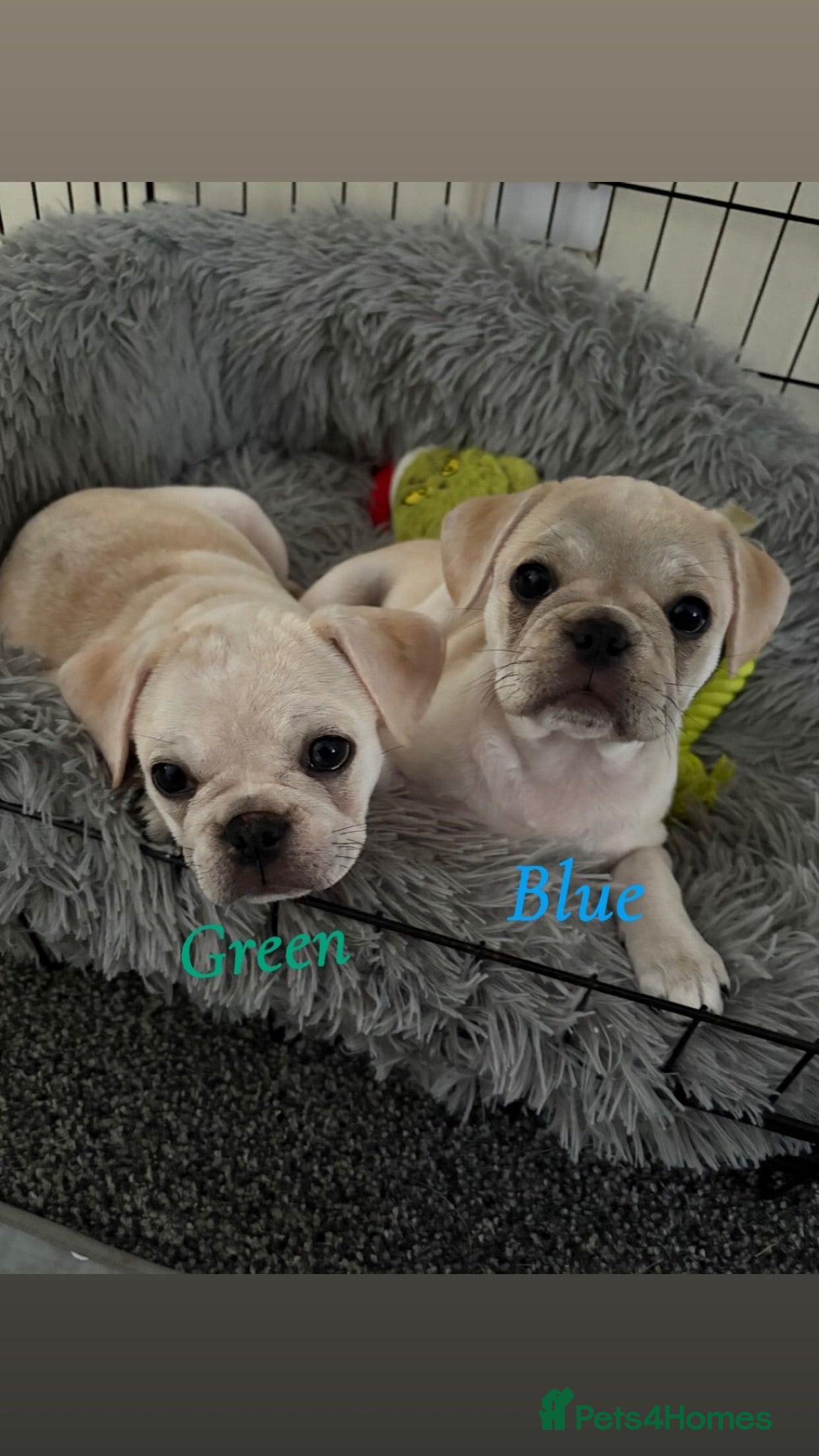 Frug dogs 🐶 Pug/French bulldog puppies 🐶 Rare markings - Advert 9