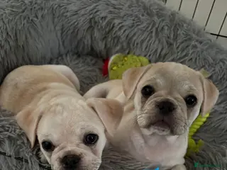 Frug dogs 🐶 Pug/French bulldog puppies 🐶 Rare markings - Advert 9
