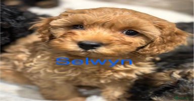 Cavapoo dogs - Advert 3