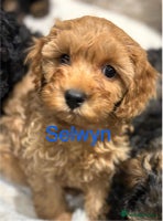 Cavapoo dogs - Advert 3