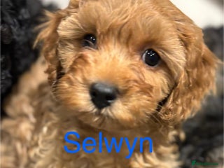 Cavapoo dogs - Advert 4