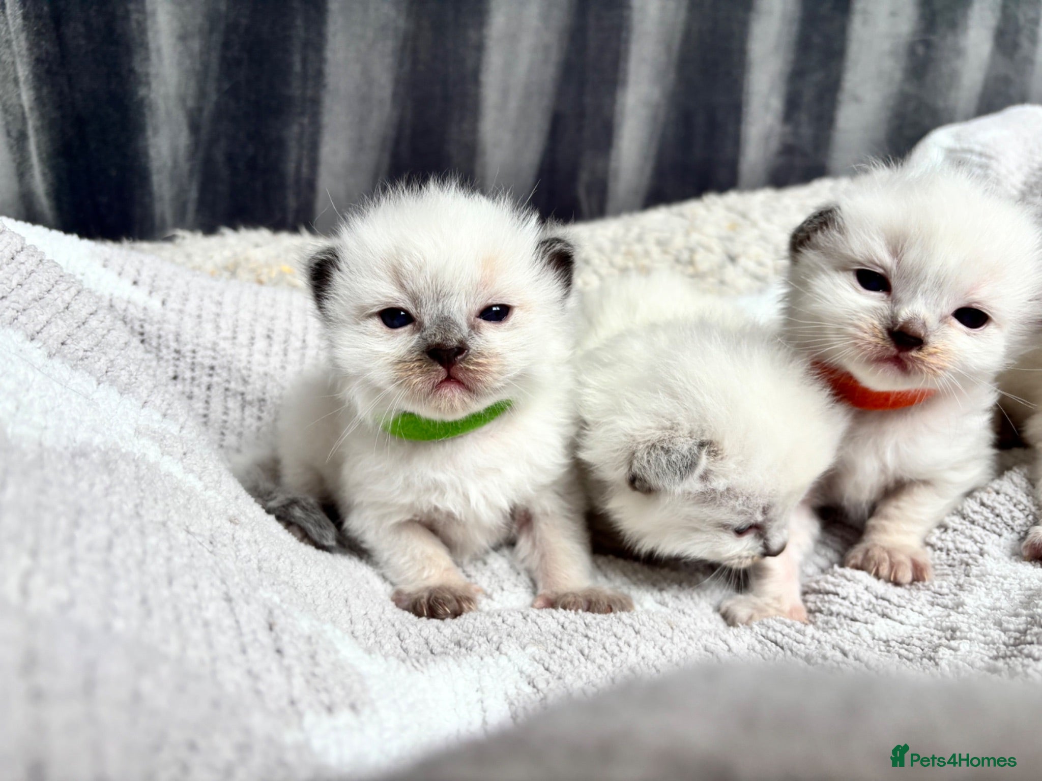 Ragdoll cats Blue point ragdoll kittens  - Advert 1