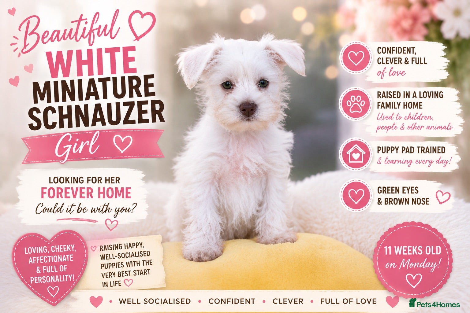 Miniature Schnauzer dogs 🐾 CHOCOLATE GENE KC MINIATURE SCHNAUZER 🐾 - Advert 1