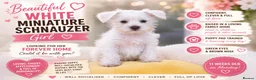 Miniature Schnauzer dogs for sale: 🐾 CHOCOLATE GENE KC MINIATURE SCHNAUZER 🐾 - Advert 3