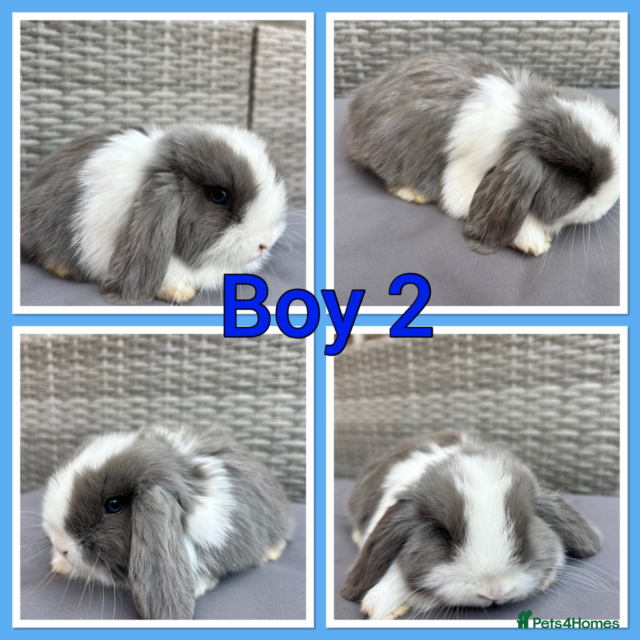 Mini Lop rabbits Mini lop babies  - Advert 16