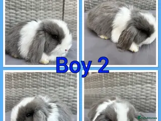 Mini Lop rabbits Mini lop babies - Advert 16