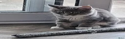 Maine Coon cats for sale: Ready Now Pedigree TICA Maine Coon Kittens - Advert 11