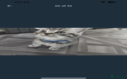 British Shorthair cats for sale: BSH Male Tripod Kitten  - Image 13