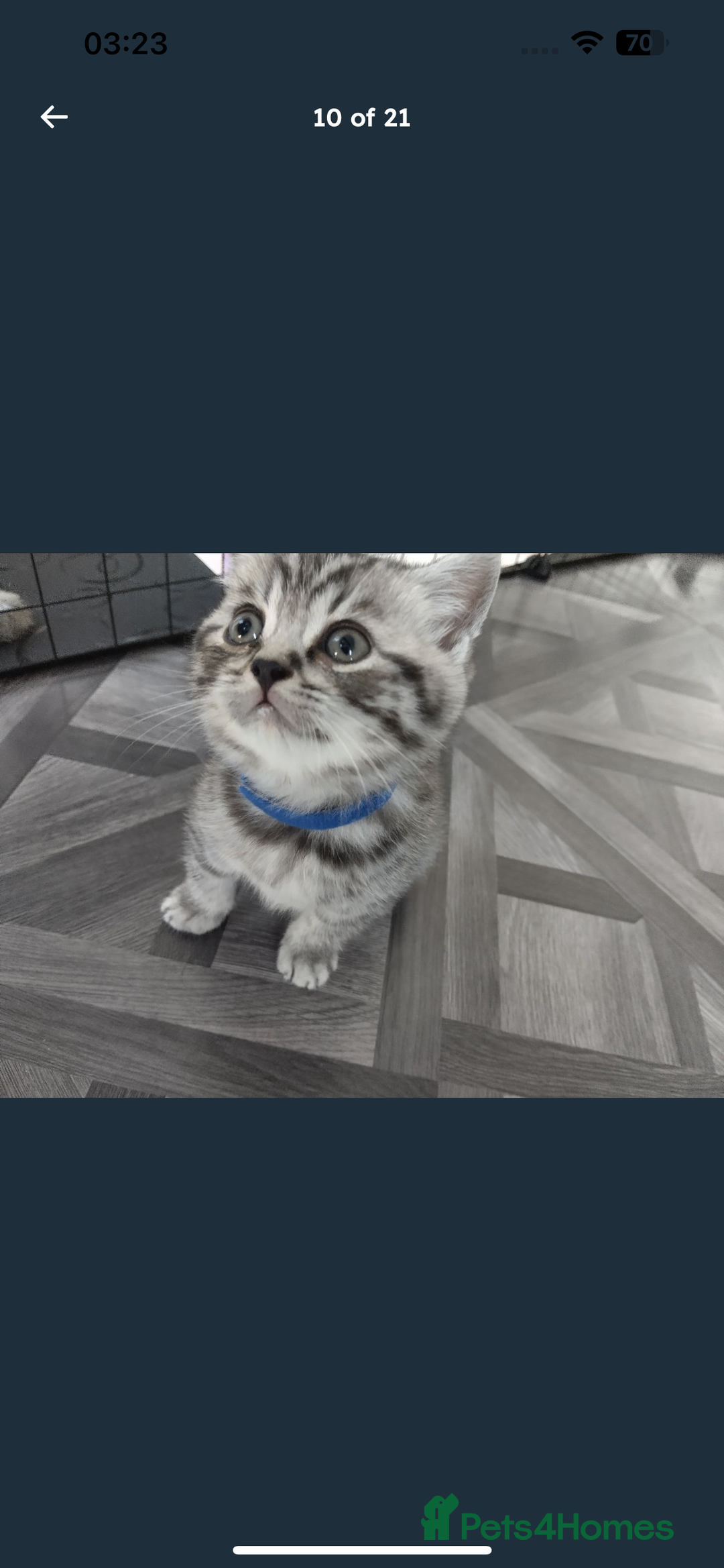 British Shorthair cats for sale: BSH Male Tripod Kitten  - Image 13