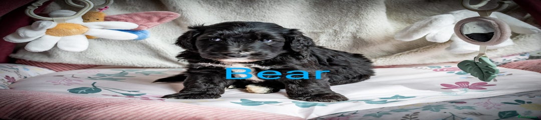 Sheepadoodle Puppy 2