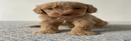 Cockapoo dogs for sale: Cockapoo Puppies  - Advert 29
