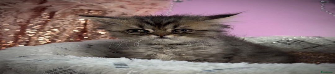Persian Kitten 5