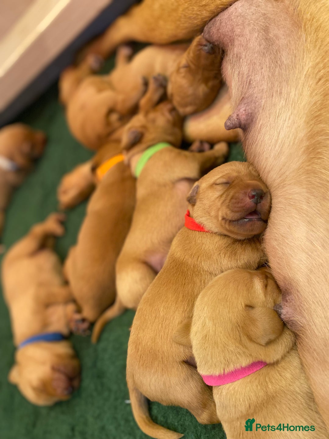 Labrador Retriever dogs for sale: KC Registered Fox Red Labs, Exceptionally Bred - Advert 2