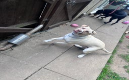 Mixed Breed dogs for sale: Rocky - Image 3