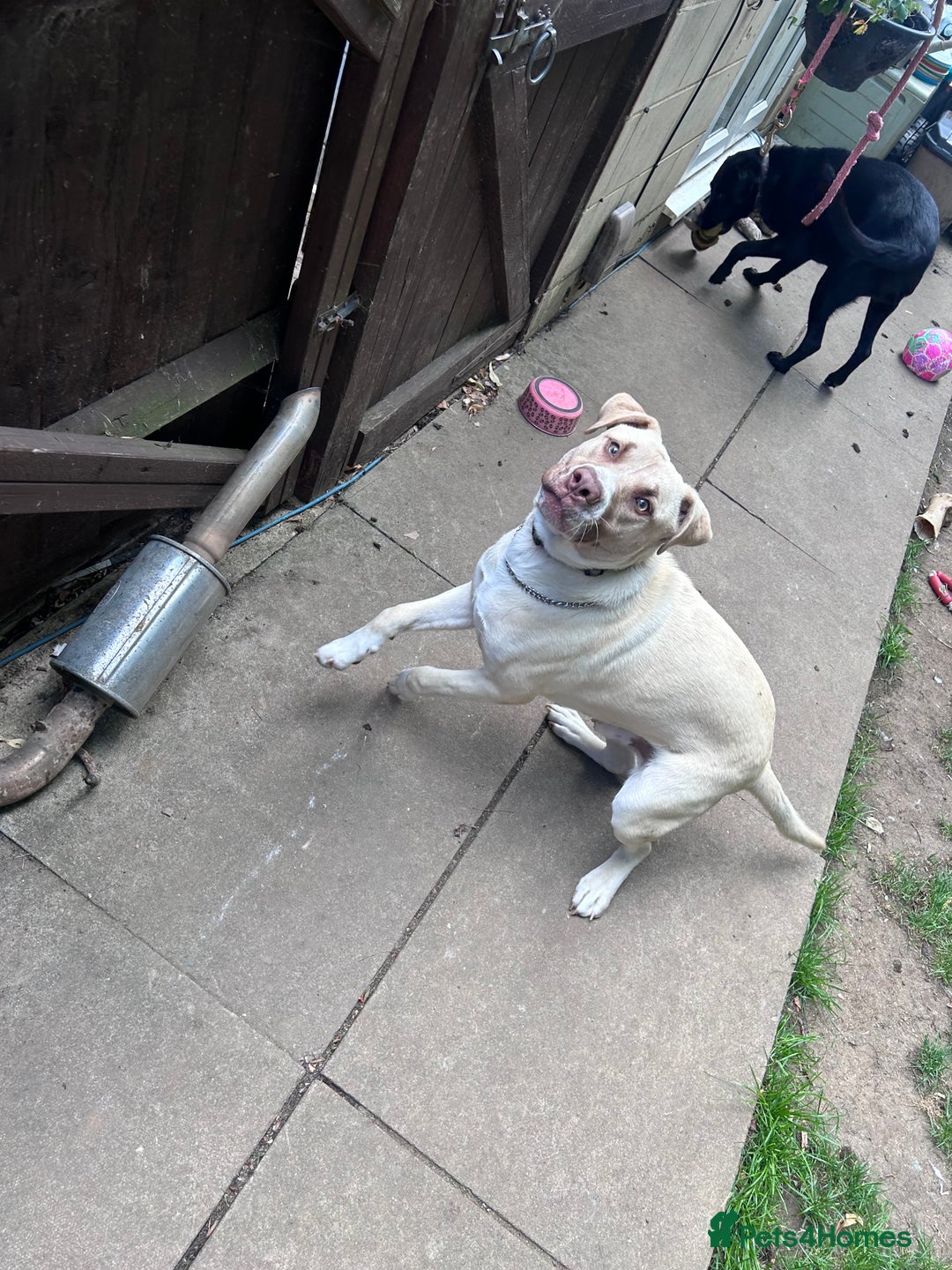 Mixed Breed dogs for sale: Rocky - Image 3