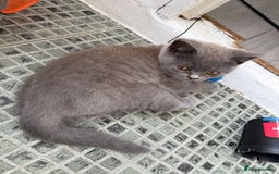 British Shorthair cats for sale: 🏡 Vaccinated Bsh kittens - GCCF parents - Image 3