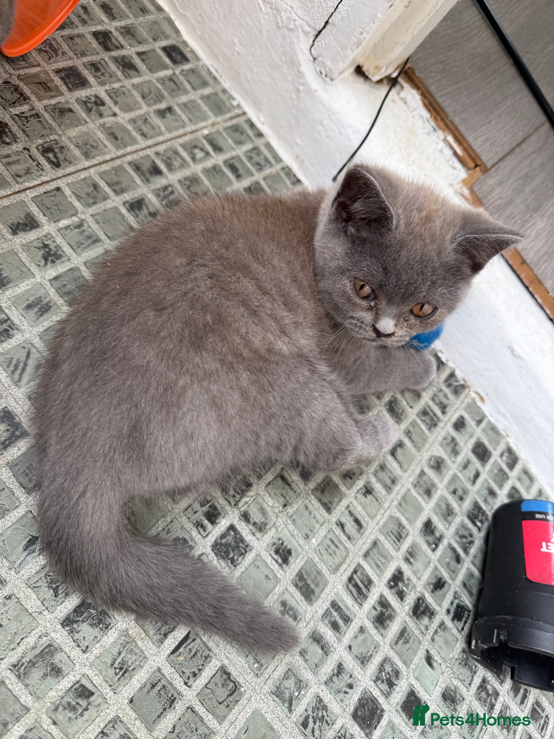 British Shorthair cats for sale: 🏡 Vaccinated Bsh kittens - GCCF parents - Image 3