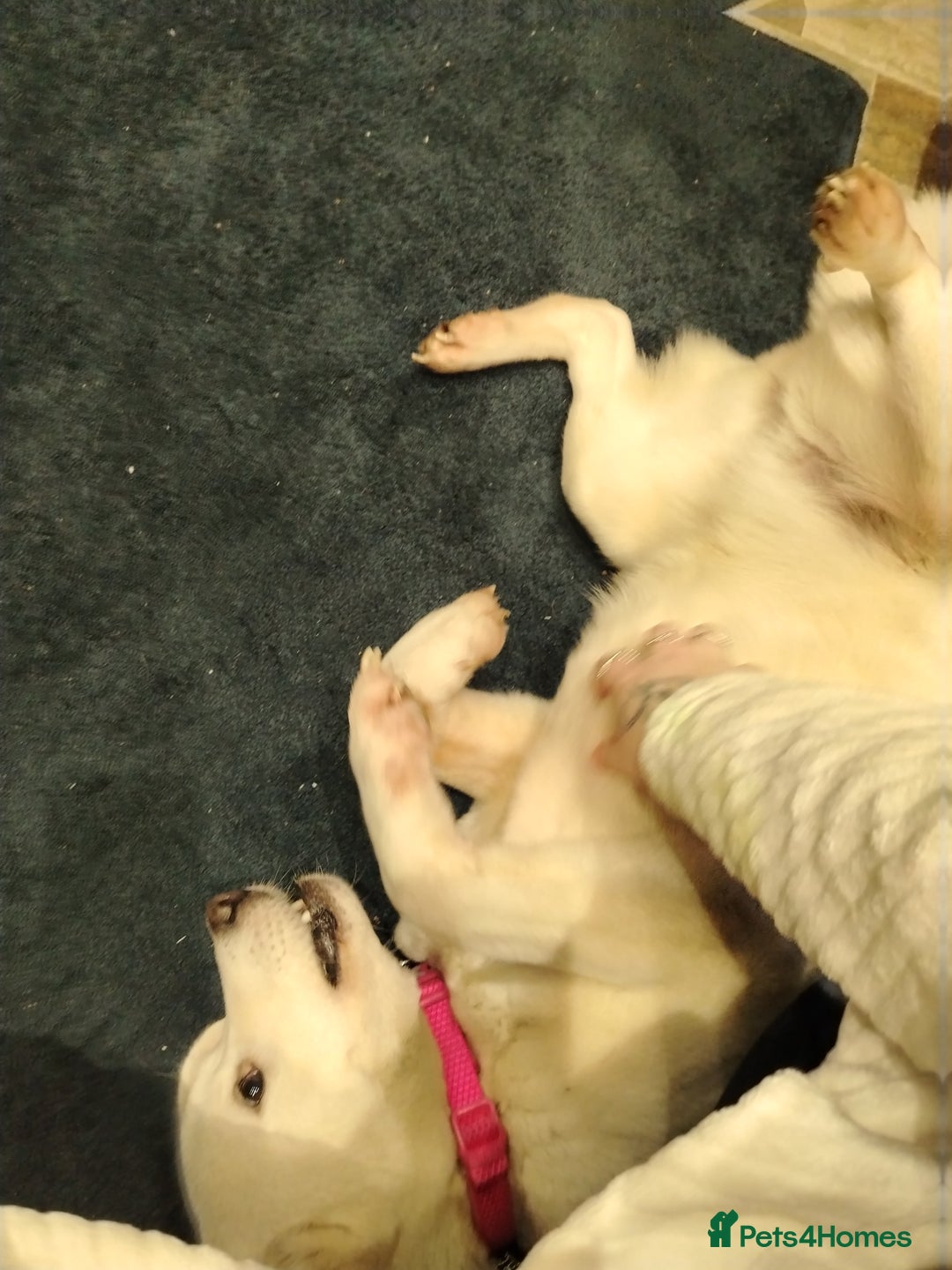 Akita dogs for sale: Female Akita  - Advert 2