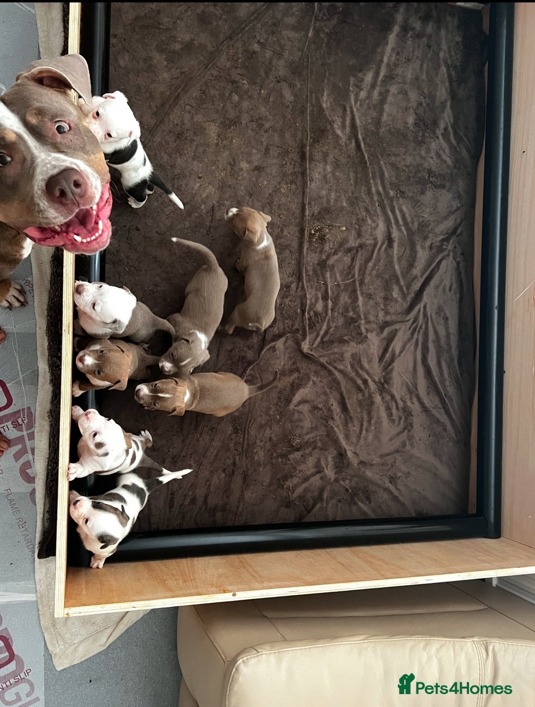 American Bull Staffy dogs for sale: Perfect Puppies -American Bull Staffy’s  - Advert 7