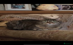 Domestic Shorthair cats for sale: Misty - Image 3
