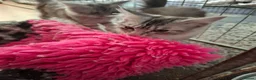 Maine Coon cats for sale: Mainecoon kittens male in Scunthorpe - Advert 5