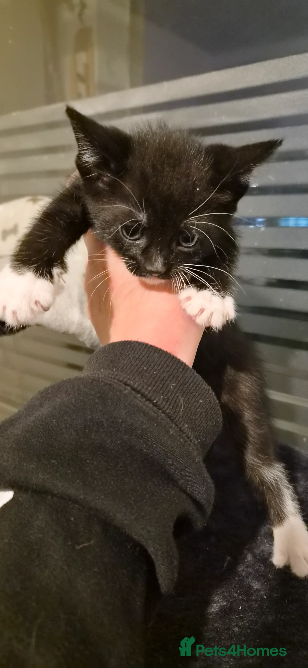 Mixed Breed cats for sale: Kittens looking for forever homes - Advert 17