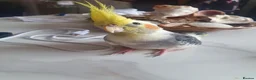 Cockatiels birds for sale: TAMED PAIR COCKATIELS (includes everything) in Stalybridge - Advert 6