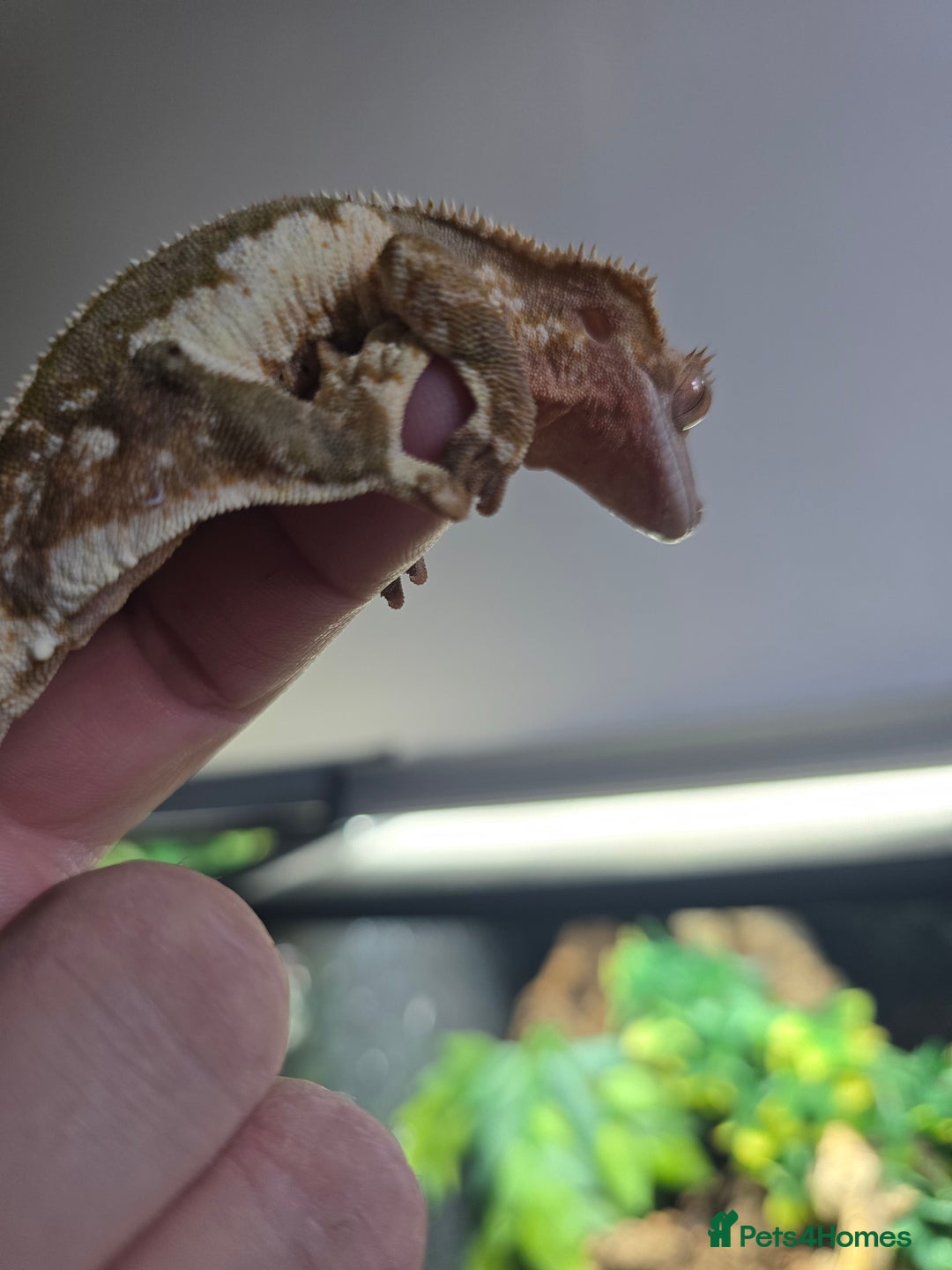Gecko reptiles for sale: Breeding pair of crested geckos  - Image 4