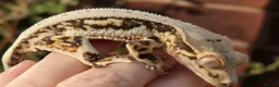 Gecko reptiles for sale: Crested gecko with tank and accessories  in Manchester - Advert 3