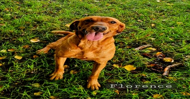 Labrador Retriever dogs KC Registered Working Labrador boys - Advert 7