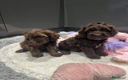Cockapoo dogs for sale: Beautiful F1 Cockapoo puppies  - Image 5