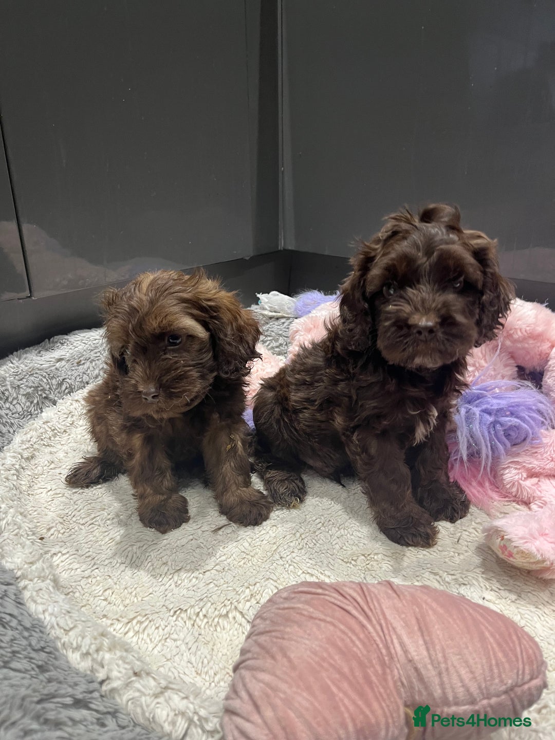 Cockapoo dogs for sale: Beautiful F1 Cockapoo puppies  - Image 5