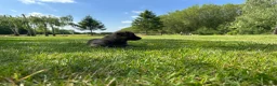 German Shepherd dogs for sale: Stunning KC Registered German Shepherd Puppies   - Advert 9