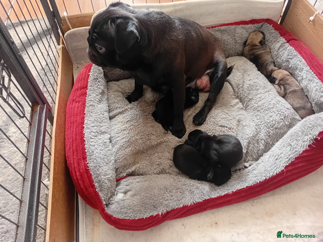 Pug dogs for sale: 5 little black pugs  - Advert 2